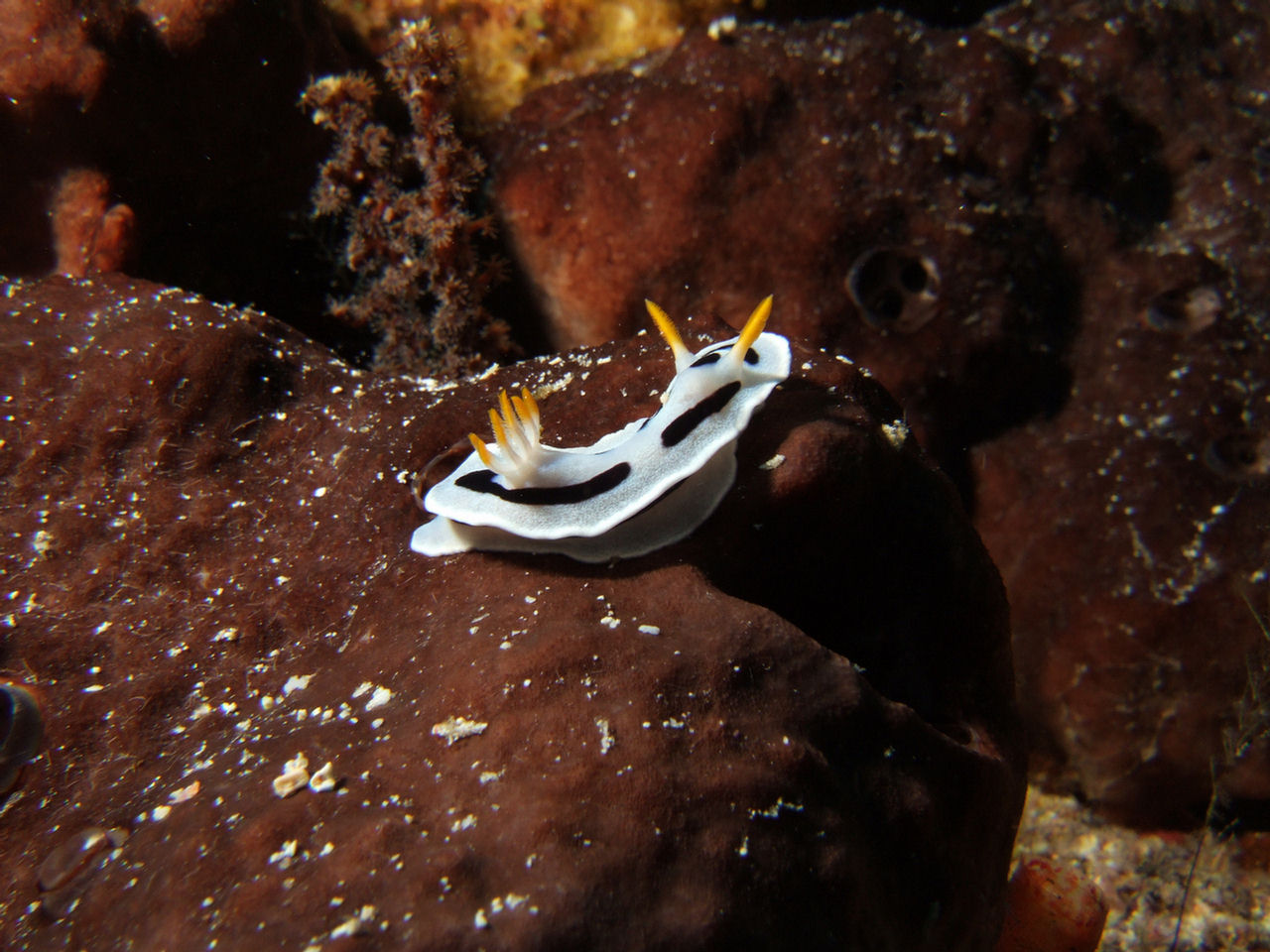 Chromodoris dianae